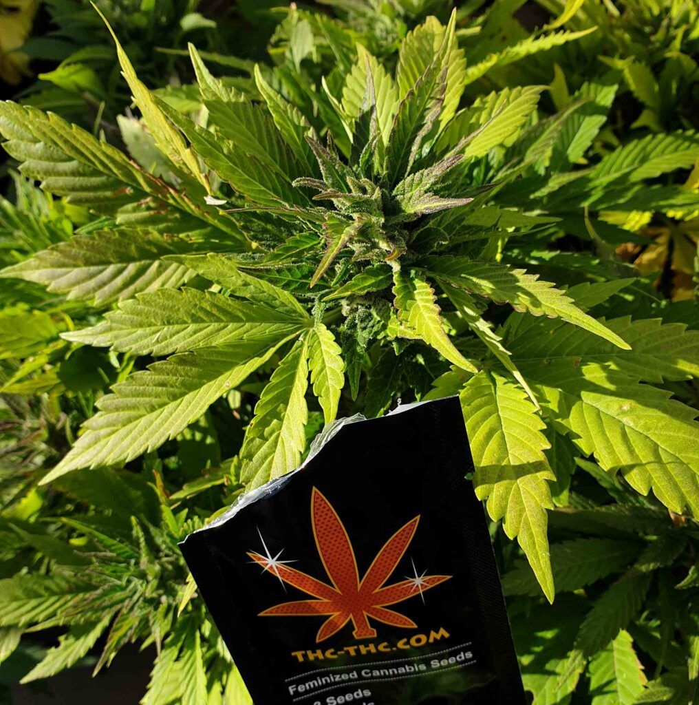 autorskie nasiona od thc-thc.com