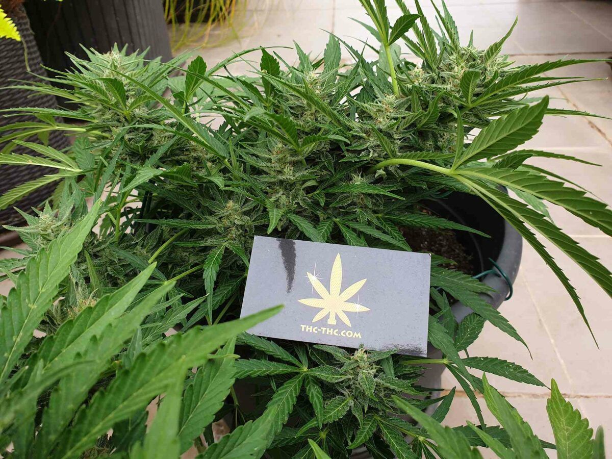 Thc thc com dwa swiaty polska i hiszpania